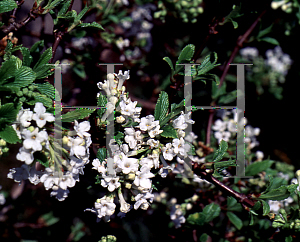 Picture of Viburnum farreri 'Album'