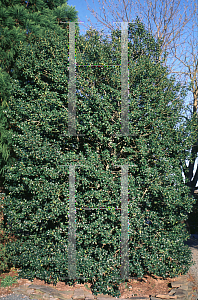 Picture of Ilex  'Calina'