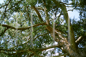 Picture of Juniperus virginiana var. silicicola 