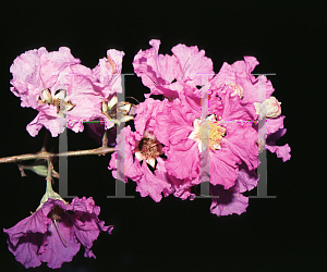 Picture of Lagerstroemia speciosa 