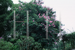 Picture of Lagerstroemia speciosa 