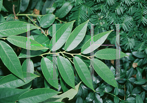 Picture of Leucothoe fontanesiana 