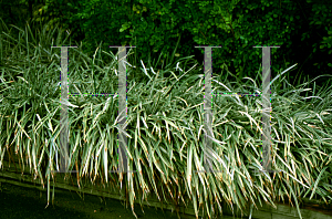 Picture of Liriope muscari 'Variegata'