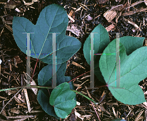 Picture of Liquidambar formosana 