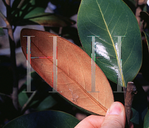 Picture of Magnolia grandiflora 'Hasse'