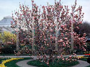 Picture of Magnolia x soulangiana 'Triumphans'
