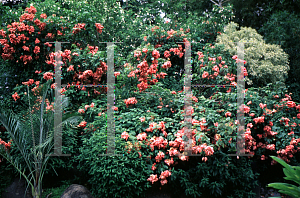 Picture of Mussaenda erythrophylla 