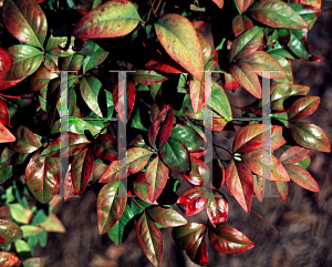 Picture of Nandina domestica 'Okame'