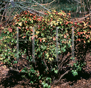 Picture of Nandina domestica 'Okame'