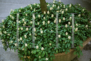 Picture of Pachysandra terminalis 