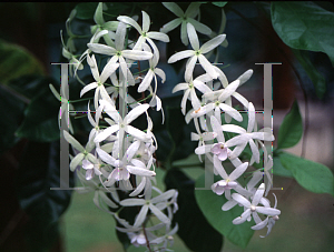 Picture of Petrea volubilis 