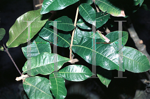 Picture of Petrea volubilis 