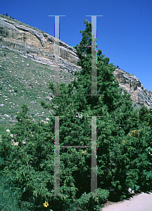 Picture of Juniperus scopulorum 