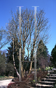 Picture of Laburnum alpinum 