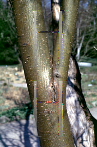 Picture of Laburnum alpinum 