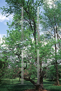 Picture of Liquidambar formosana 