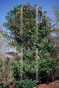 Picture of Magnolia grandiflora 'Bracken's Brown Beauty'