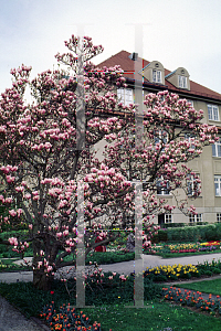 Picture of Magnolia x soulangiana 'Alexandrina'