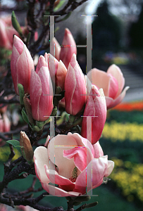 Picture of Magnolia x soulangiana 'Triumphans'