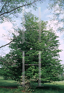 Picture of Parrotia persica 