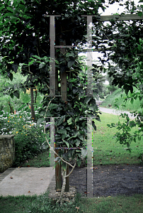 Picture of Petrea volubilis 