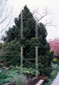 Picture of Picea abies 'Pygmaea'