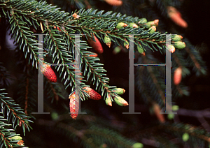 Picture of Picea orientalis 