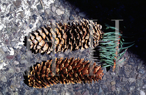 Picture of Picea pungens 