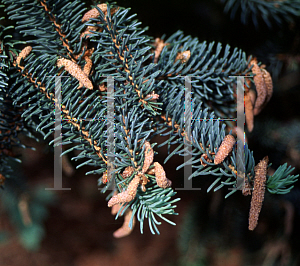 Picture of Picea gemmata 
