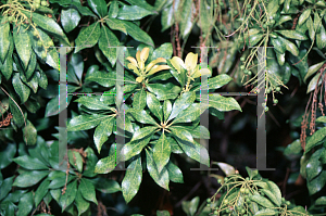 Picture of Pieris japonica 