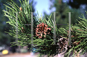 Picture of Pinus contorta ssp. latifolia '~Species'