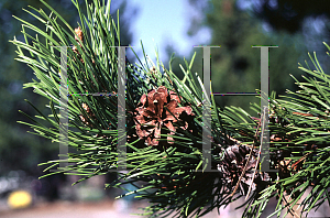 Picture of Pinus contorta ssp. latifolia 