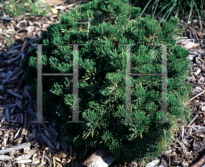 Picture of Pinus mugo 'White Bud'