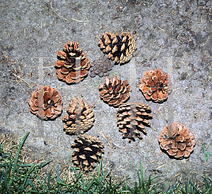 Picture of Pinus nigra 