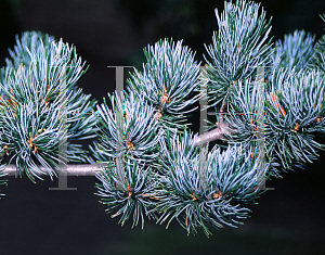 Picture of Pinus parviflora 'Brevifolia'