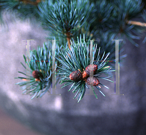 Picture of Pinus parviflora 'Brevifolia'