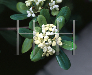 Picture of Pittosporum tobira 