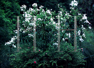 Picture of Plumbago auriculata 'Alba'