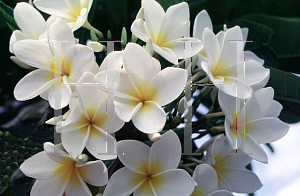 Picture of Plumeria spp. 