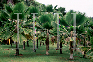 Picture of Pritchardia pacifica 