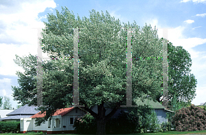 Picture of Populus alba 