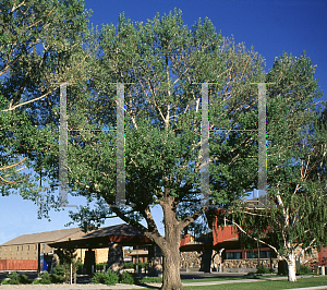 Picture of Populus deltoides var. occidentalis 