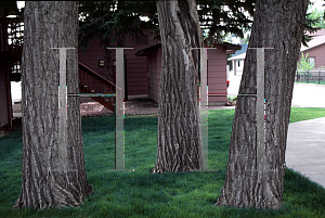 Picture of Populus deltoides var. occidentalis 