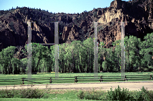 Picture of Populus deltoides var. occidentalis 