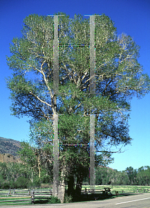 Picture of Populus deltoides var. occidentalis 