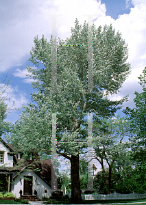 Picture of Populus alba 