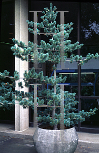 Picture of Pinus parviflora 'Brevifolia'