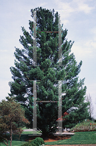 Picture of Pinus strobus 'Fastigiata'