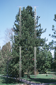 Picture of Pinus heldreichii 
