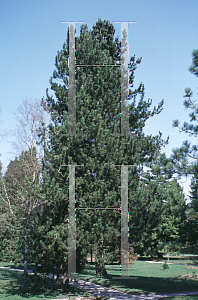 Picture of Pinus heldreichii 